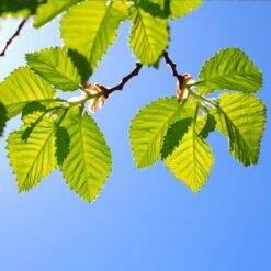 Lacebark Chinese Elm Tree -Plant Seed Store Lacebark Chinese Elm 1 FGT