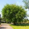 Lacebark Chinese Elm Tree -Plant Seed Store Lacebark Chinese Elm FGT 600x600 23997011 0eae 492c 9c12 caf0ac94cf44
