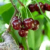 Cherry Pollinator Pack -Plant Seed Store Lapins Cherry Tree BB 600x600 14d644b0 a96f 42f7 881b d9835ccbefab