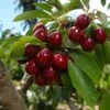 Lapins Cherry Tree 1 Lapins Cherry Tree -Plant Seed Store Lapins Cherry Tree FGT 600x600 0220b9db e1f1 4a63 bdc5 243c6c0fbfb6
