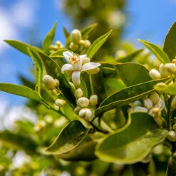 Lane Late Navel Orange 9 Lane Late Navel Orange -Plant Seed Store Late Lane Orange 1