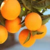 Lane Late Navel Orange -Plant Seed Store Late Lane Orange FGT 600x600 c4f236f7 c645 4f93 8660 8105f35ecf3a