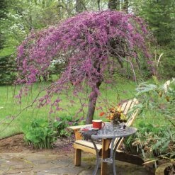 Lavender Twist® Weeping Redbud Tree -Plant Seed Store Lavender Twist Redbud 1