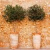 Lecciana Olive Tree -Plant Seed Store Lecciana Olive Tree 1