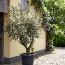Lecciana Olive Tree 9 Lecciana Olive Tree -Plant Seed Store Lecciana Olive Tree 2