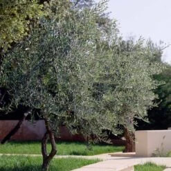 Lecciana Olive Tree 10 Lecciana Olive Tree -Plant Seed Store Lecciana Olive Tree 3