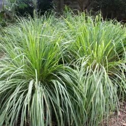 Lemon Grass Plant (Cymbopogon Citratus) -Plant Seed Store Lemon Grass 4