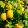 Lemon-Lime Citrus Tree -Plant Seed Store Lemon Lime Tree 600x600 616fe761 01f2 42d7 99a0 86043adb6fb6