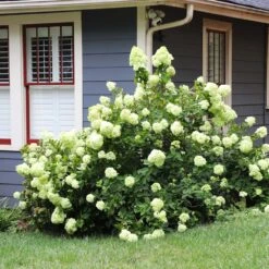 Limelight Hydrangea Shrub -Plant Seed Store Limelight Hydrangea 4 FGT