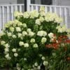 Limelight Hydrangea Shrub -Plant Seed Store Limelight Hydrangea FGT 600x600 1b72fac0 3424 494c bbd3 2c549418a840