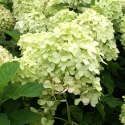 Limelight Hydrangea Tree 11 Limelight Hydrangea Tree -Plant Seed Store Limelight Hydrangea Tree 4 FGT