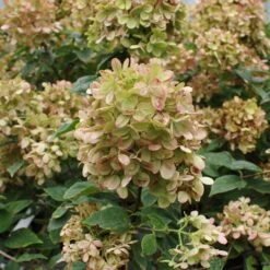 Limelight Hydrangea Tree 12 Limelight Hydrangea Tree -Plant Seed Store Limelight Hydrangea Tree 5 FGT