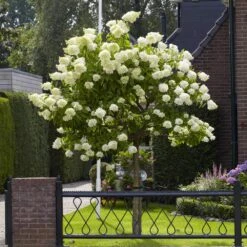 Limelight Hydrangea Tree 10 Limelight Hydrangea Tree -Plant Seed Store Limelight Hydrangea Tree 6 FGT