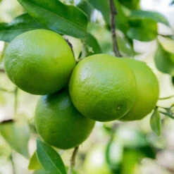 Limequat Citrus Tree 8 Limequat Citrus Tree -Plant Seed Store Limequat 1 FGT