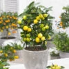 Limequat Citrus Tree -Plant Seed Store Limequat FGT 600x600 a92ccace c4ae 4bc6 a976 3c1e0bd252e5