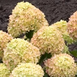 Little Lime® Hydrangea Shrub -Plant Seed Store Little Lime Hydrangea 2 FGT