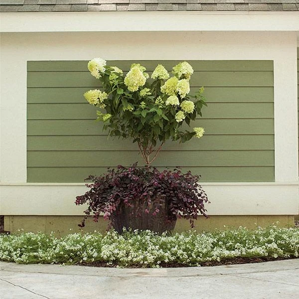 Little Lime® Hydrangea Tree 3 Little Lime® Hydrangea Tree