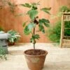 Little Miss Figgy™ Tree - USDA Organic -Plant Seed Store Little Miss Figgy Fig FGT 600x600 9a6ad374 df91 4643 a33e 7814bac69648