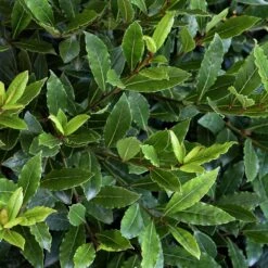 Little Ragu® Sweet Bay Shrub 8 Little Ragu® Sweet Bay Shrub -Plant Seed Store Little Ragu Sweet Bay 2