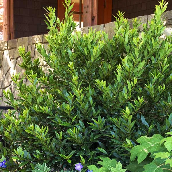 Little Ragu® Sweet Bay Shrub 3 Little Ragu® Sweet Bay Shrub