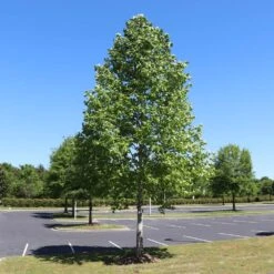 Tulip Poplar 'Little Volunteer' 11 Tulip Poplar 'Little Volunteer' -Plant Seed Store Little Volunteer Poplar 1