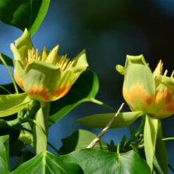 Tulip Poplar 'Little Volunteer' 9 Tulip Poplar 'Little Volunteer' -Plant Seed Store Little Volunteer Poplar 2