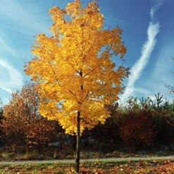 Tulip Poplar 'Little Volunteer' 10 Tulip Poplar 'Little Volunteer' -Plant Seed Store Little Volunteer Poplar 3