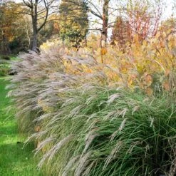 Little Kitten Maiden Grass 7 Little Kitten Maiden Grass -Plant Seed Store Little kitten Madien Grass 1