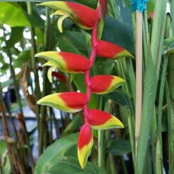 Lobster Claw Plant 8 Lobster Claw Plant -Plant Seed Store Lobster Claw 6