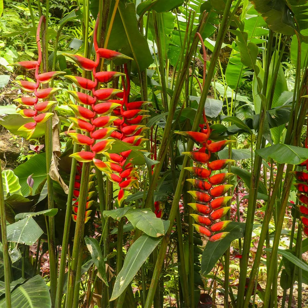 Lobster Claw Plant 5 Lobster Claw Plant - Image 4