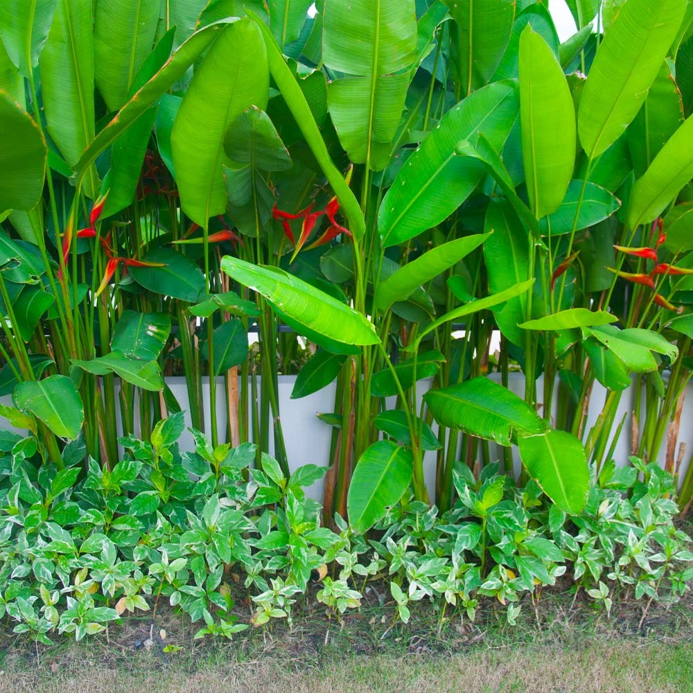 Lobster Claw Plant 6 Lobster Claw Plant - Image 5