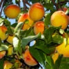 Loring Peach Tree (USDA Organic) -Plant Seed Store Loring Peach 600x600 bcd54c64 5541 46c2 a509 5c41a78c8801
