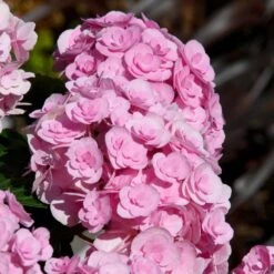 Love Hydrangea -Plant Seed Store Love Hydrangea 2 FGT
