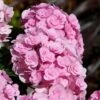 Love Hydrangea -Plant Seed Store Love Hydrangea FGT 600x600 be6fc21e 2089 4279 8614 a48bd6585a70