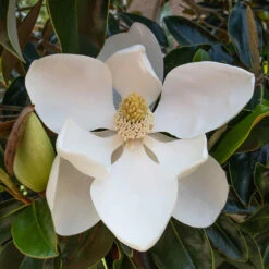 Little Gem Magnolia Tree -Plant Seed Store Lttle Gem Magnolia 2 FGT