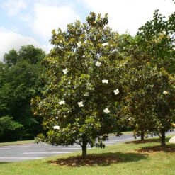 Little Gem Magnolia Tree -Plant Seed Store Lttle Gem Magnolia 4