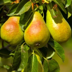 Luscious Pear Tree -Plant Seed Store Luscious Pear 4 FGT