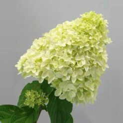 Magical® Candle Hydrangea Shrub 9 Magical® Candle Hydrangea Shrub -Plant Seed Store Magical Candle 2