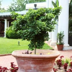 Ginkgo Biloba 'Mariken' Tree -Plant Seed Store Mairken Ginkgo 1 FGT