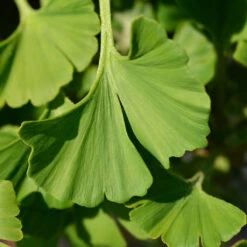 Ginkgo Biloba 'Mariken' Tree -Plant Seed Store Mairken Ginkgo 4 FGT