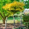 Ginkgo Biloba 'Mariken' Tree -Plant Seed Store Mairken Ginkgo 6 FGT