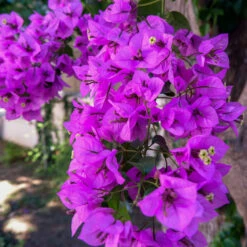 Majestic Purple Bougainvillea -Plant Seed Store Majestic Purple Bougainvillea 4 FGT