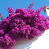 Majestic Purple Bougainvillea -Plant Seed Store Majestic Purple Bougainvillea FGTT 600x600 1