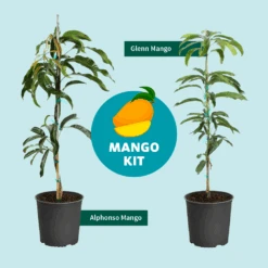 Alphonso Mango -Plant Seed Store Mango Kit Graphic dc77f6db ee29 43d2 85de 9f3718171195