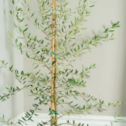 Manzanillo Olive Tree -Plant Seed Store Manzanilla Olive Tree 2