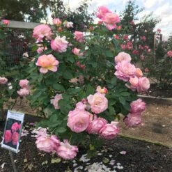 Marc Chagall™ Rose -Plant Seed Store Marc Chagall