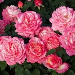 Marc Chagall™ Rose Tree -Plant Seed Store Marc Chagall Standard 3