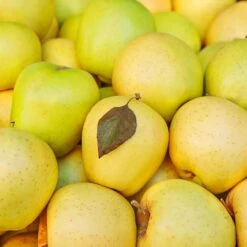 Mutsu (Crispin) Apple Tree 9 Mutsu (Crispin) Apple Tree -Plant Seed Store Matsu Crispin Apple 2