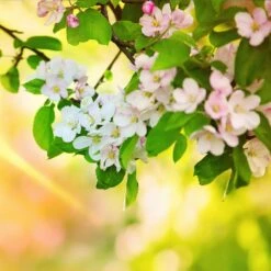 Mutsu (Crispin) Apple Tree 11 Mutsu (Crispin) Apple Tree -Plant Seed Store Matsu Crispin Apple 5