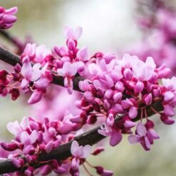 Merlot Redbud Tree -Plant Seed Store Merlot Redbud 2